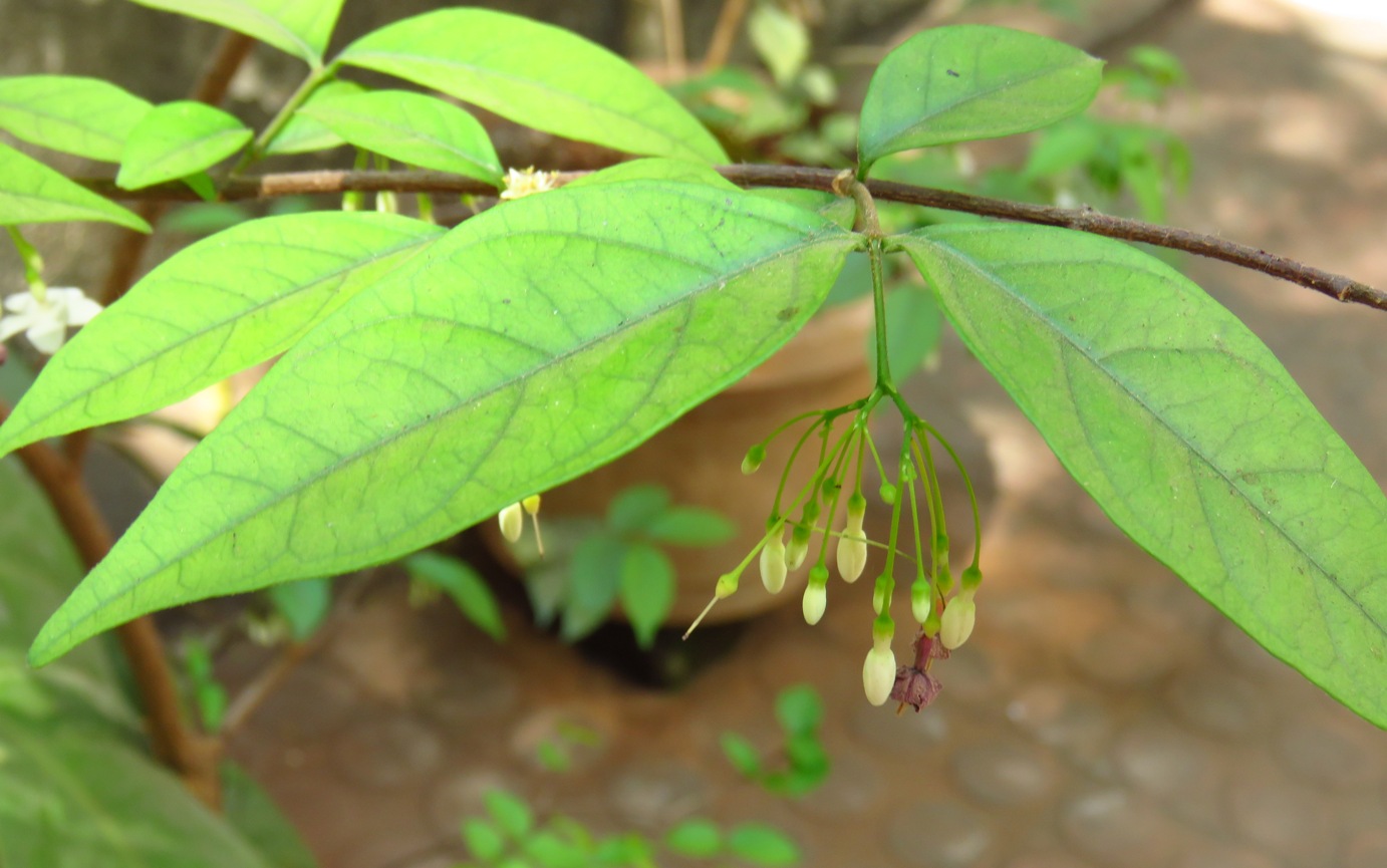 Wrightia Religiosa Cultivated Eflora Of India